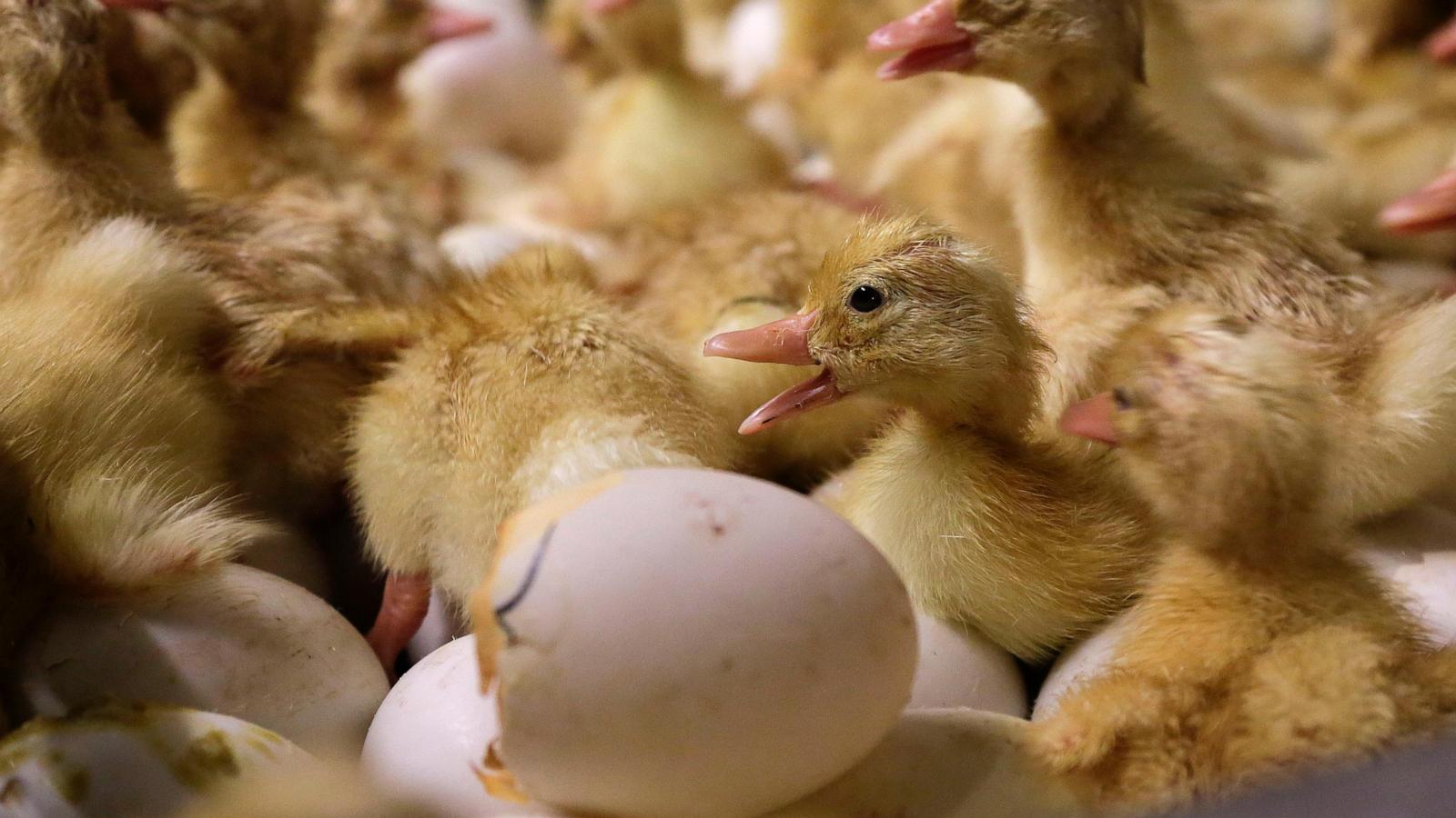 The End of an Era: Long Island's Last Duck Farm Faces Extinction