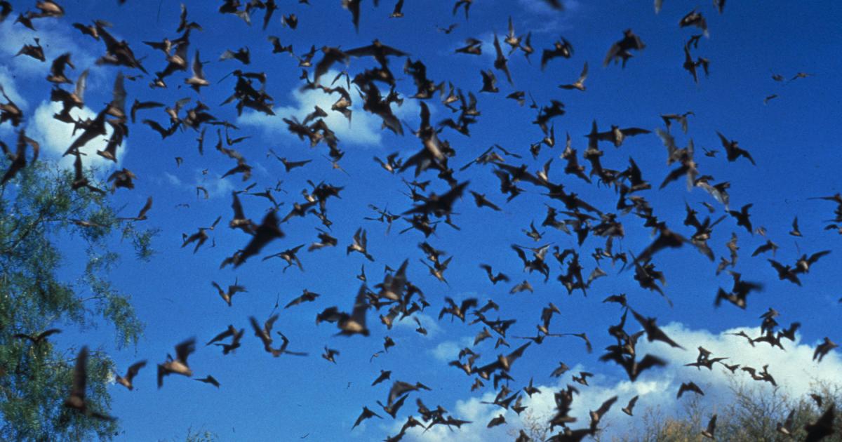 Rabies: Understanding the Deadly Virus and Protecting Yourself