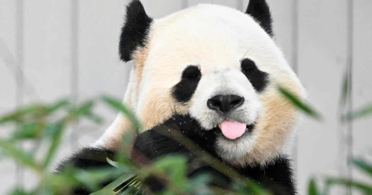 National Zoo's New Giant Pandas: A Symbol of Conservation and Diplomacy
